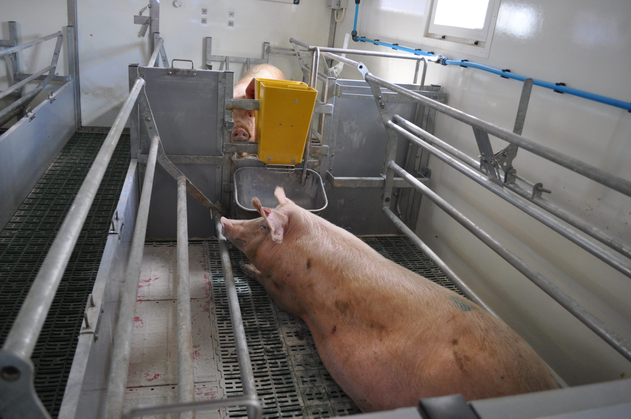 360° Freedom Farrower™