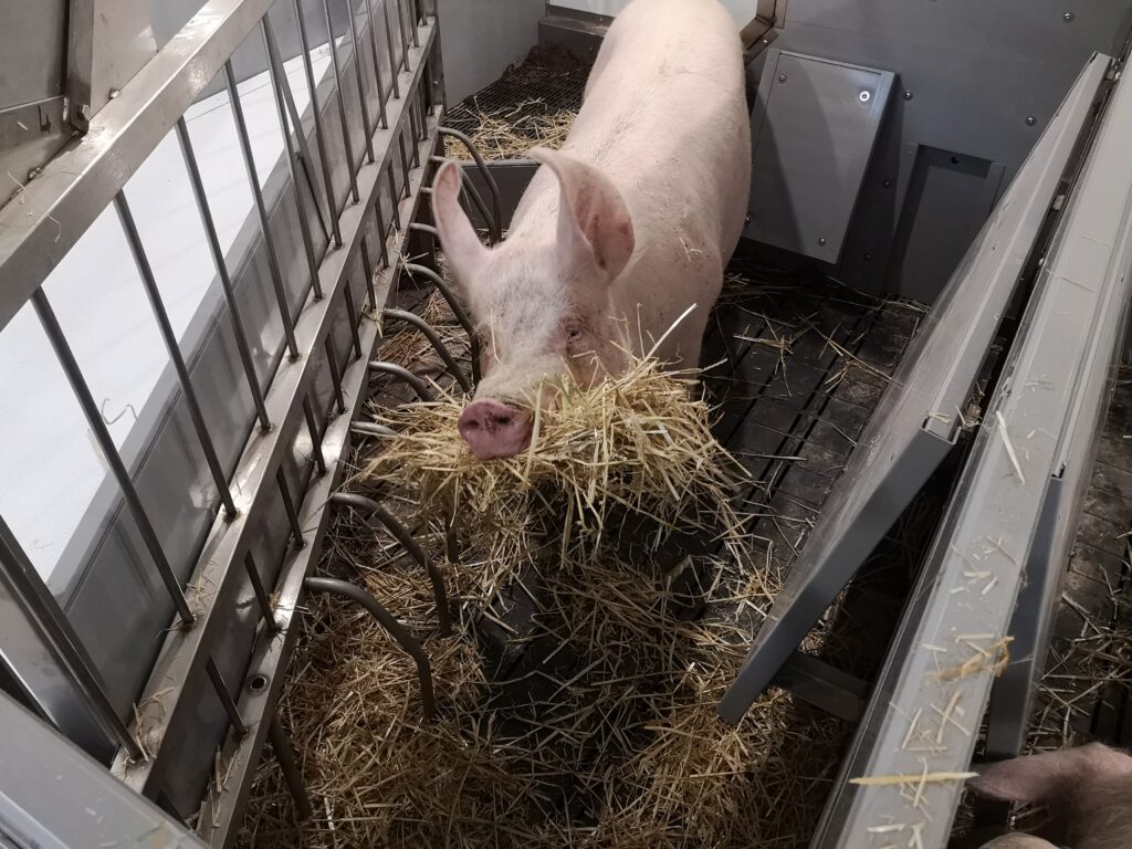 Sow in pen with nesting material in her mouth