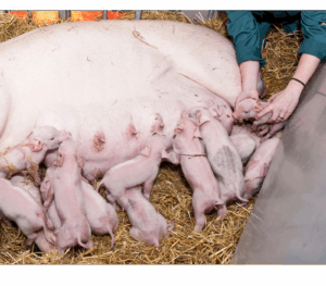 Stockperson helping piglet to suckle
