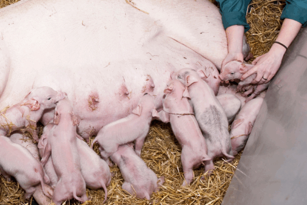 Stockperson helping piglet to suckle