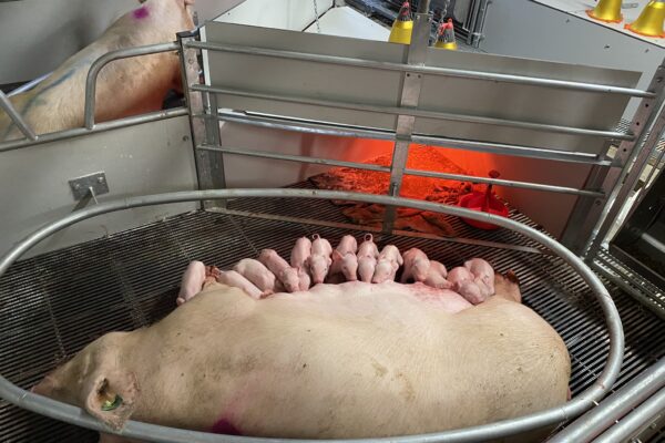Picture of sow and litter in a maternity pen with a metal rail around the area where the sow is nursing her piglets